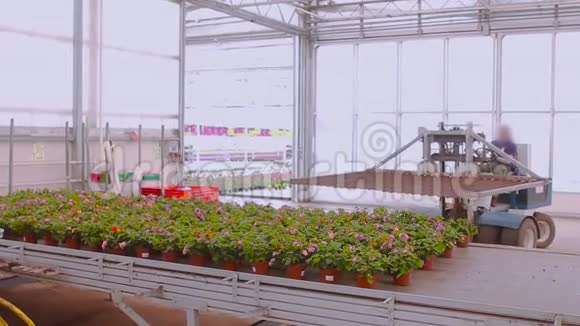 叉车运送鲜花现代温室的工作流程视频的预览图