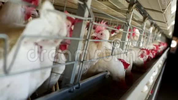 家禽养殖场饲养鸡鸡蛋经过转运鸡和蛋禽流感视频的预览图