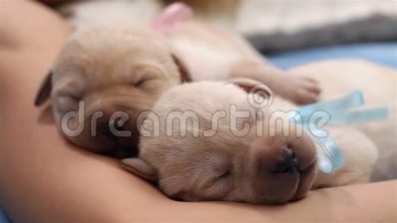 新生的拉布拉多猎犬小狗平静地睡觉视频的预览图