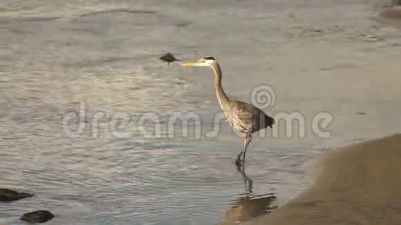 大蓝鹭鸟捕食河岸视频的预览图