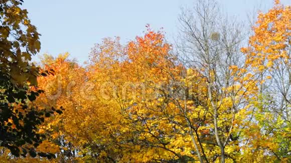 秋天的鲜艳色彩视频的预览图
