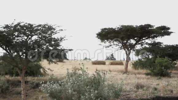 非洲草原景观视频的预览图