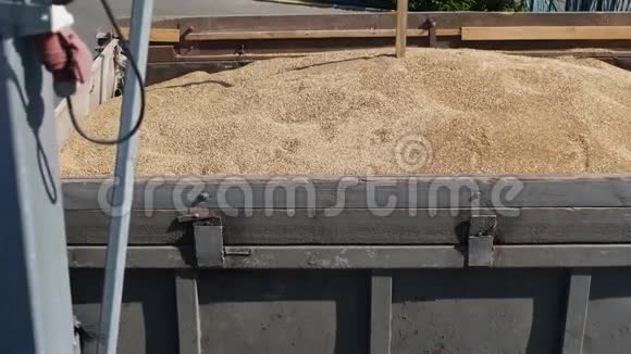 收集黑麦颗粒用于测定玉米质量面包制品厂碾磨企业视频的预览图