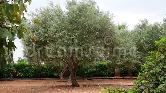 11月在塞浦路斯将花园与橄榄树分割开来视频的预览图