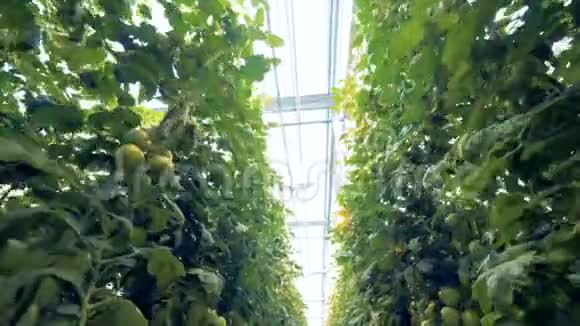 温室天花板和番茄种植场的底部景色视频的预览图