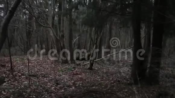 忧郁的秋林视频的预览图