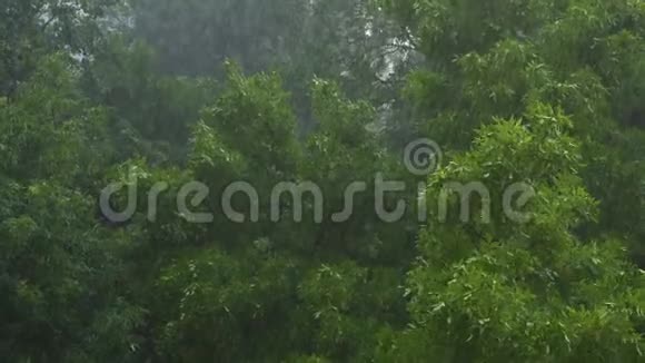 暴风雨压力下的落叶林视频的预览图