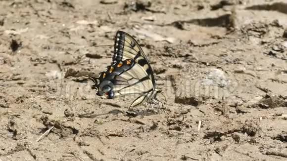 乔治亚州贝尔顿桥公园东蒂加尔燕尾蝶的侧景视频的预览图