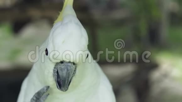 白鹦鹉鹦鹉用爪子和嘴拢来清理他的羽毛野生鹦鹉鹦鹉视频的预览图