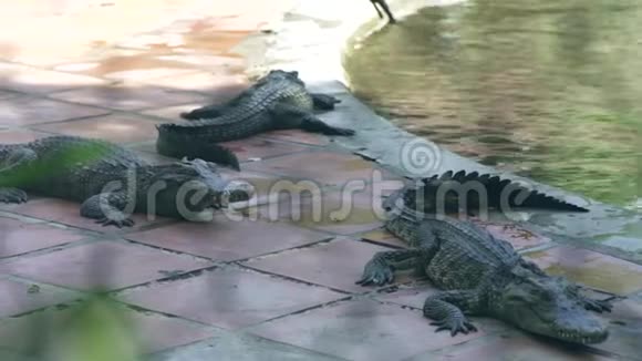 鳄鱼在鳄鱼农场的水边休息在动物农场繁殖野生鳄鱼和捕食爬行动物视频的预览图