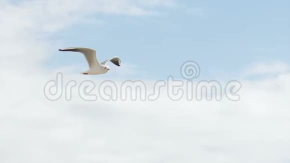 海鸥鸟在天空飞翔慢镜头拍摄高清视频的预览图