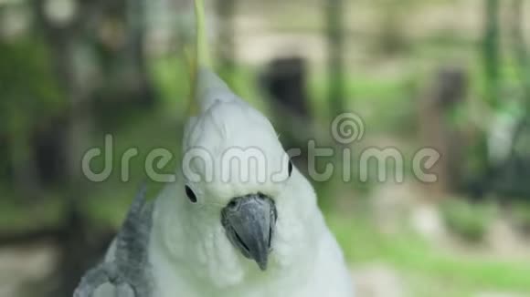 白鹦鹉鹦鹉用爪子靠近清洁他的羽毛野生鹦鹉鹦鹉视频的预览图