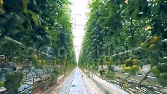 温室里西红柿灌木丛的快速镜头视频的预览图