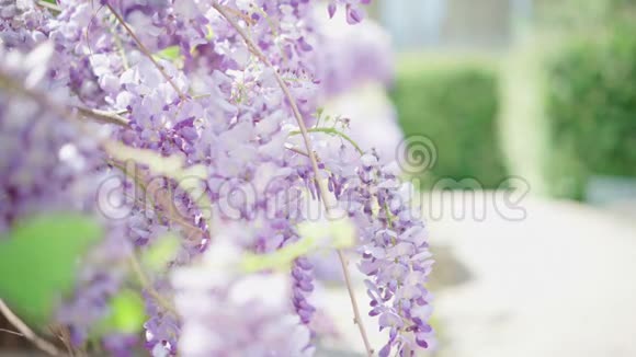 在阳光明媚的日子里夏日的阳光透过美丽盛开的紫藤花纤细的紫花瓣视频的预览图