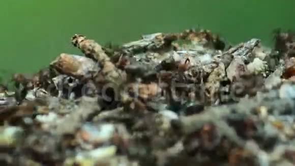 在蚁穴顶端的生活视频的预览图