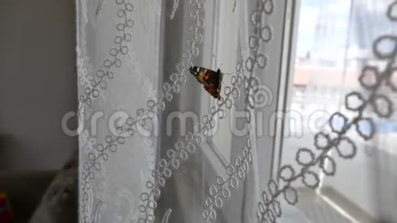 进了一个蝴蝶屋他想走出窗户有一个蝴蝶在一个房子里视频的预览图