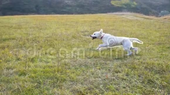 金色猎犬在野外奔跑慢动作视频的预览图