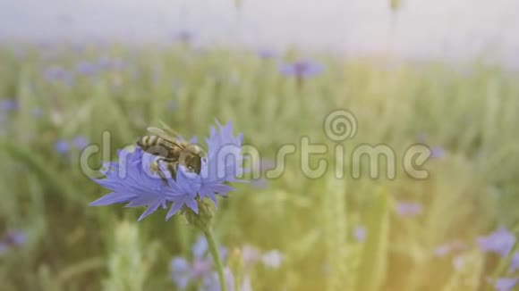 一只蜜蜂在没有人的情况下在夏田里授粉一朵蓝色矢车菊视频的预览图