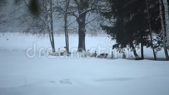 冬天家鹅户外鹅在冬天的新星森林里行走视频的预览图