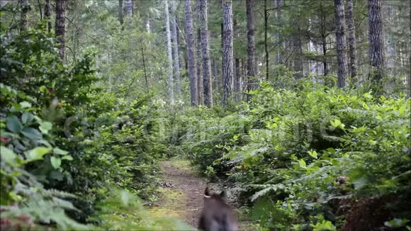 狗在树林里跑得很快视频的预览图