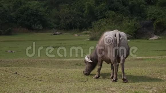 在草地上用绳子拴着一头很老的水牛4k视频的预览图