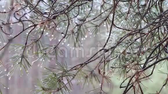 春绿刺松枝带雨滴视频的预览图