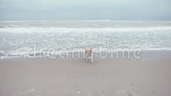 海洋附近的拉布拉多猎犬两个小女孩在海滩上和一只狗玩视频的预览图