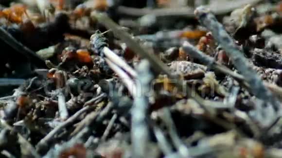 在蚁穴顶端的生活视频的预览图