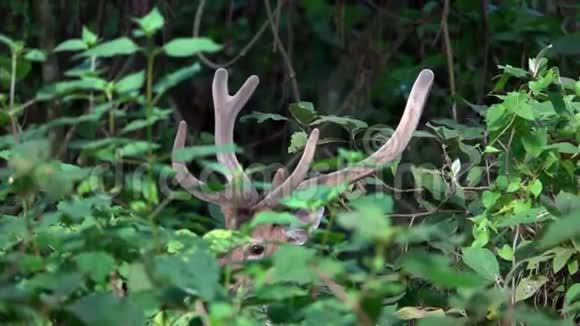 雄鹿或轴的肖像又称斑鹿或躲在森林中的轴鹿视频的预览图