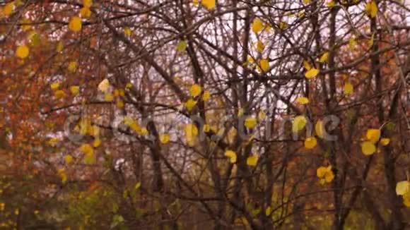 风在树枝上吹着金色的叶子视频的预览图