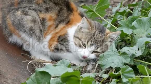 三色猫在院子里吃老鼠视频的预览图