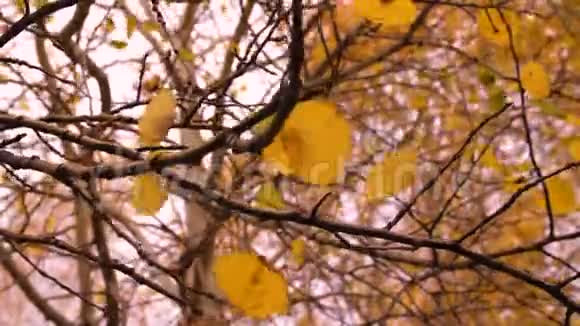 有着金色叶子的树枝在风中视频的预览图