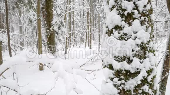 树干和树枝覆盖着厚厚的积雪视频的预览图