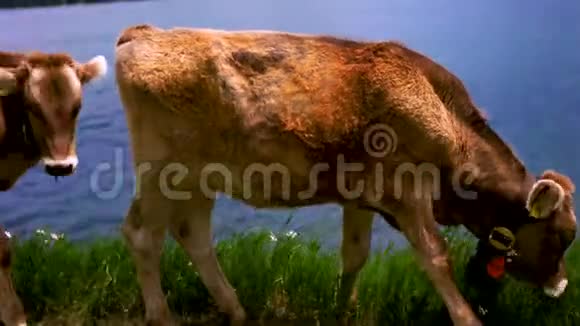 奶牛在农场放牧景观视频的预览图