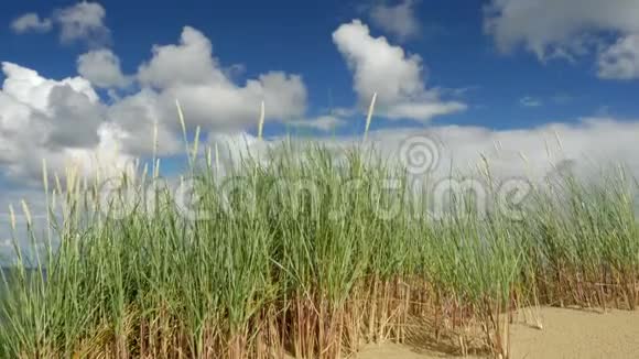 沙丘有积云和蓝天的海滨草视频的预览图