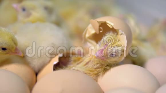 从鸡蛋里孵出小鸡4K视频的预览图
