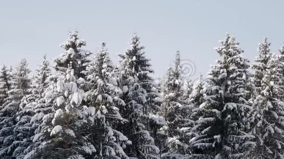 云杉树树枝在厚厚的积雪下弯曲视频的预览图