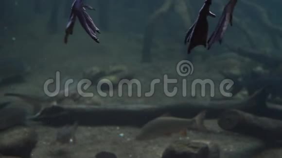 鸭子的腿游泳大鱼在河下游泳鸭子的腿在河里游泳大鱼在河里游泳视频的预览图