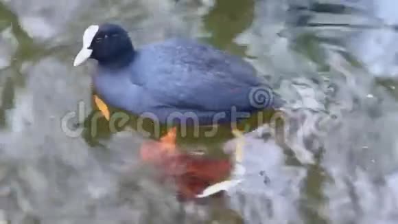 傻瓜水中的鸟视频的预览图