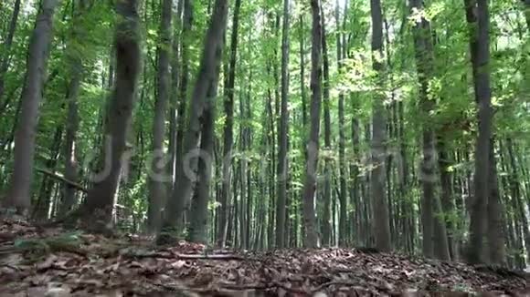 步行森林露营跟踪叶面太阳射线束枝木视频的预览图