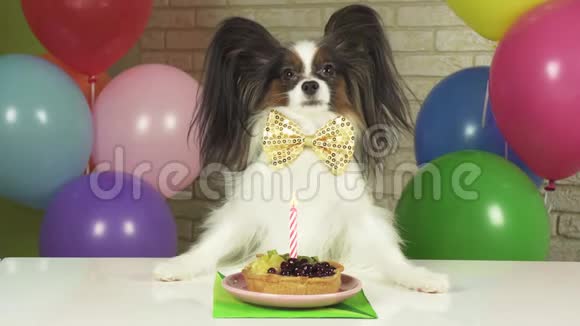 优雅的狗狗帕皮隆坐在桌旁桌上放着一个生日蛋糕上面放着蜡烛视频的预览图