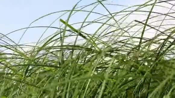 绿色草地蓝天背景视频的预览图
