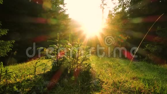 从松林中的树木中涌出的阳光视频的预览图