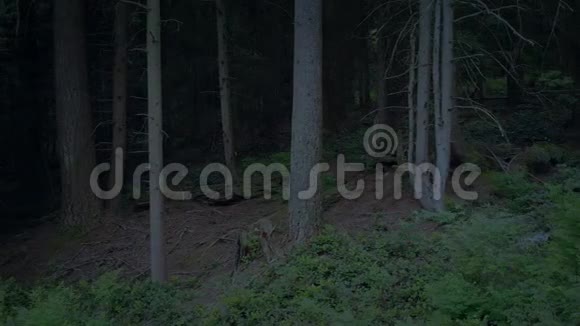 在黄昏时穿过林地视频的预览图