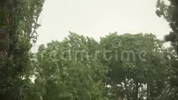 暴风雨中的树顶视频的预览图