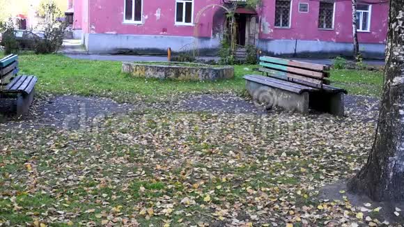 秋日的鸽子走在落叶的黄树上视频的预览图