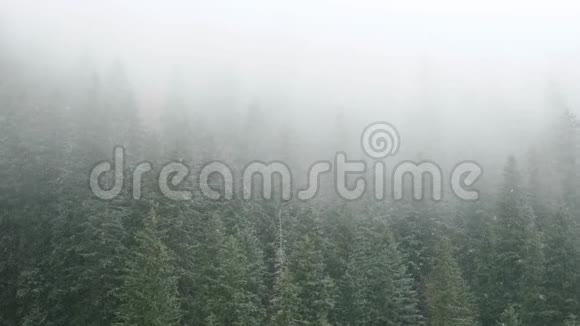 在群山的松树林里下雪视频的预览图