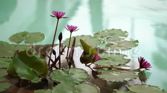 泰国的睡莲视频的预览图