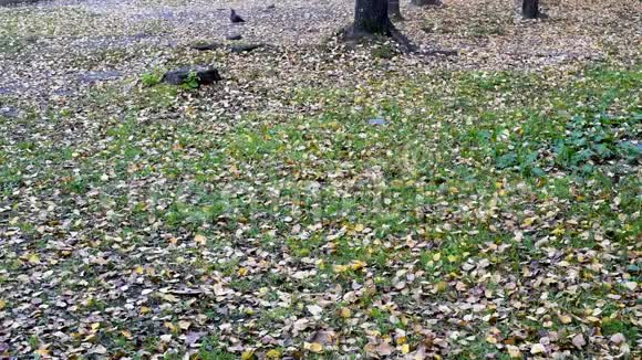 秋日的鸽子走在落叶的黄树上视频的预览图