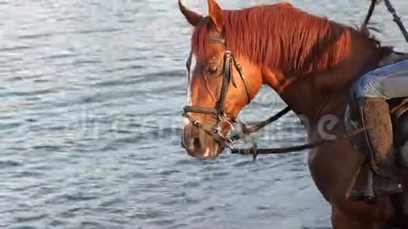 一匹马的特写在乡村的湖里游泳视频的预览图